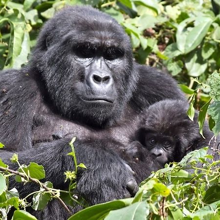 Silverback Lodge Buhoma Dış mekan fotoğraf