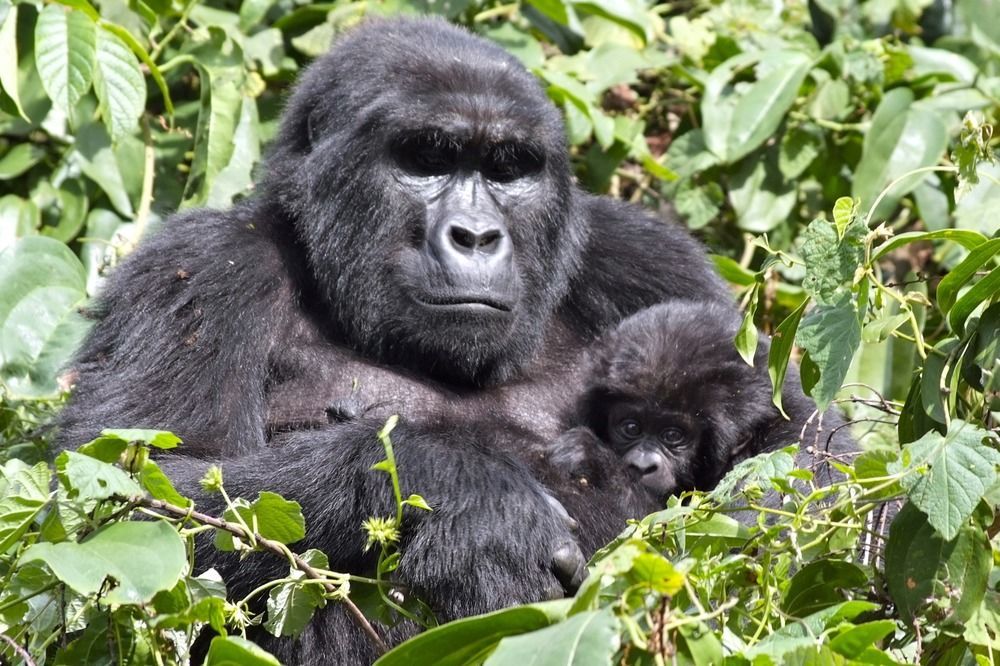 Silverback Lodge Buhoma Dış mekan fotoğraf